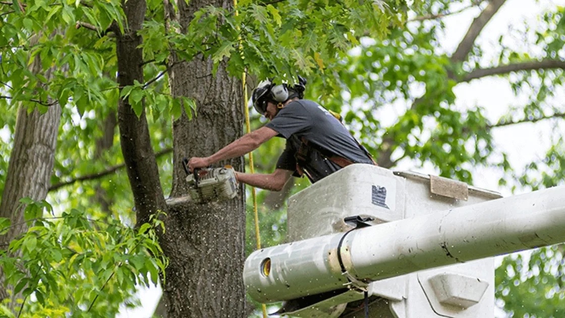 Tree Trimming